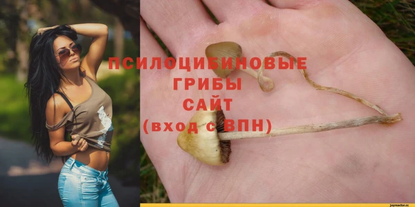 стаф Аркадак